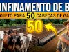 Como Montar um Confinamento de Gado Salubre: O Guia Definitivo